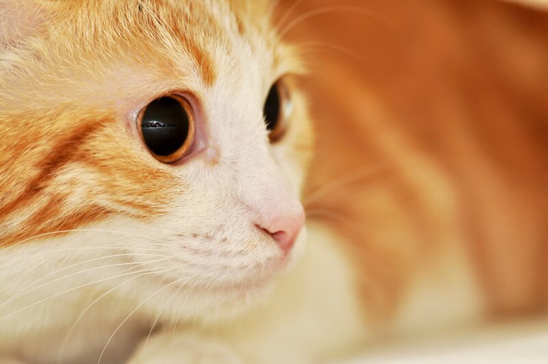 close-up of a ginger cat