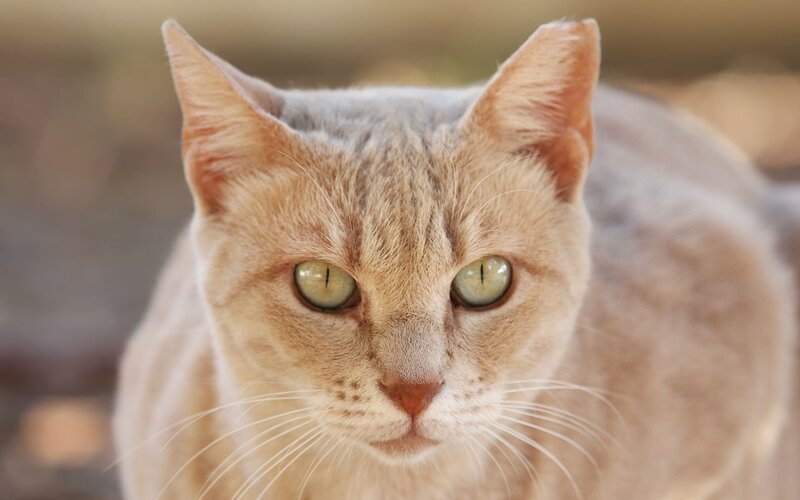 close-up of a ginger cat