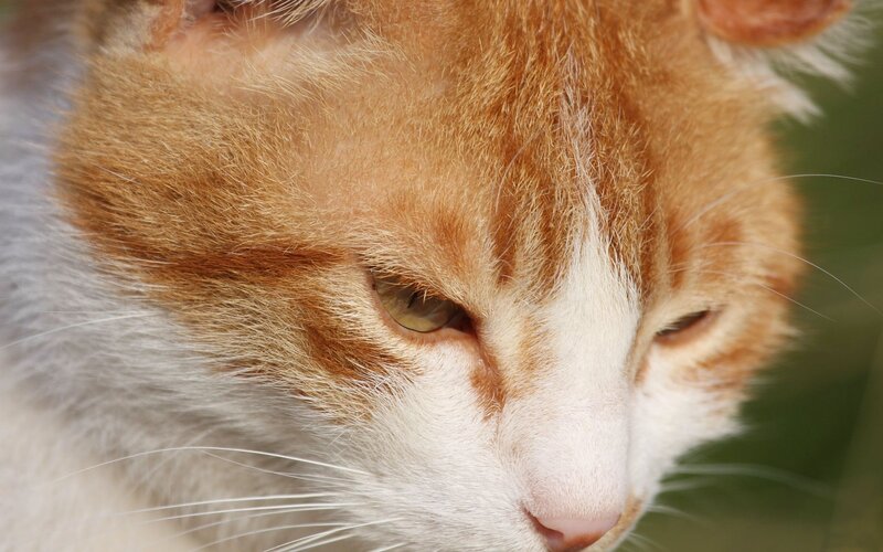 close-up of a ginger cat