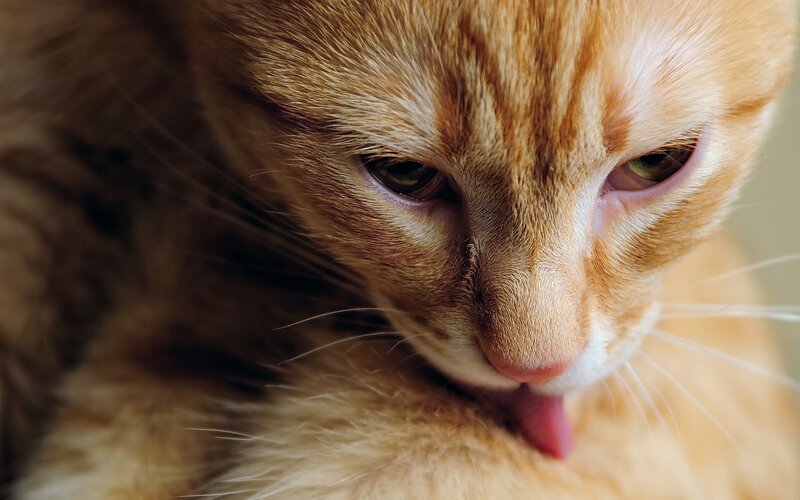 Close-up of a ginger cat