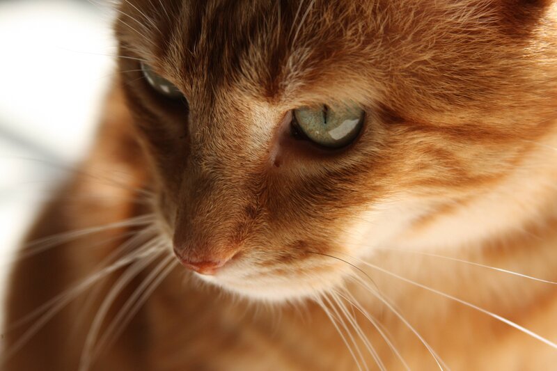 close-up of a ginger cat