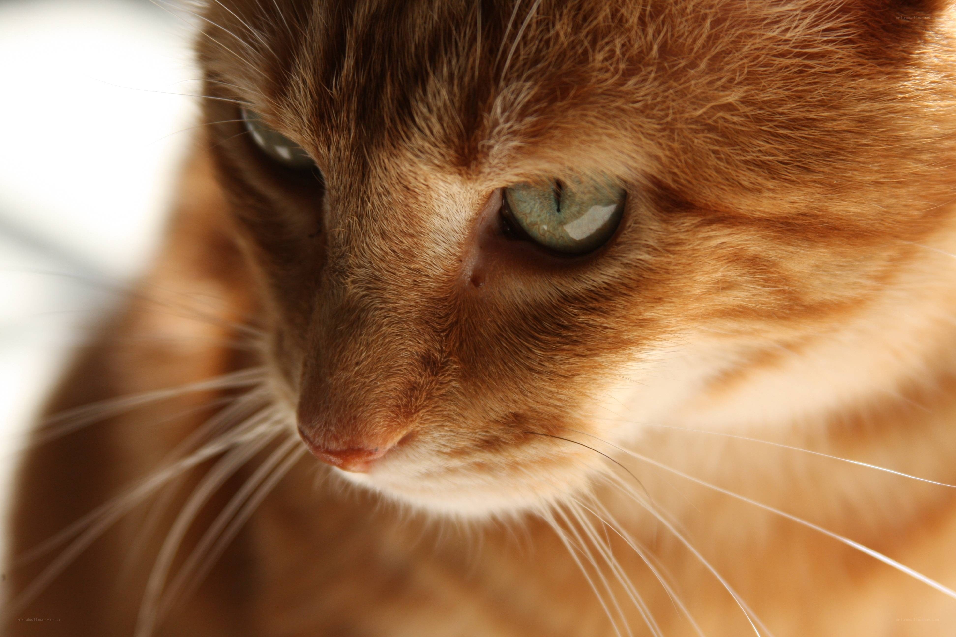 close-up of a ginger cat