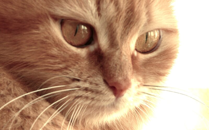 close-up of a ginger cat