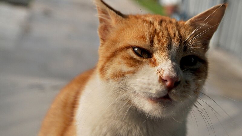 close-up of a ginger cat