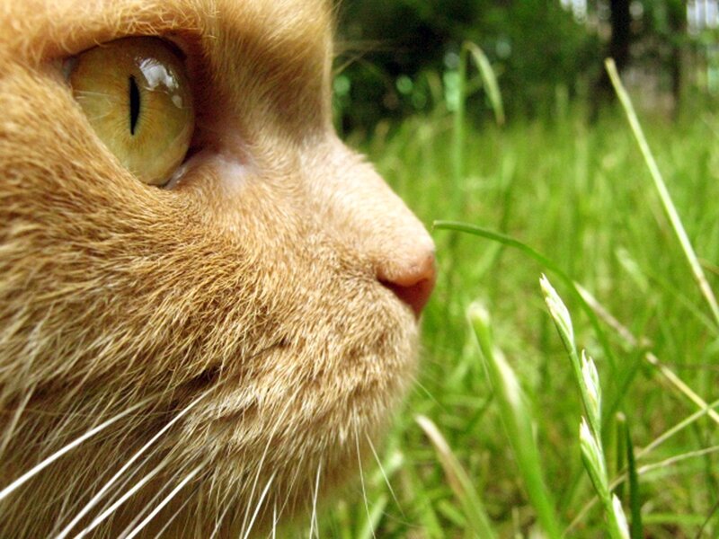 close-up of a ginger cat