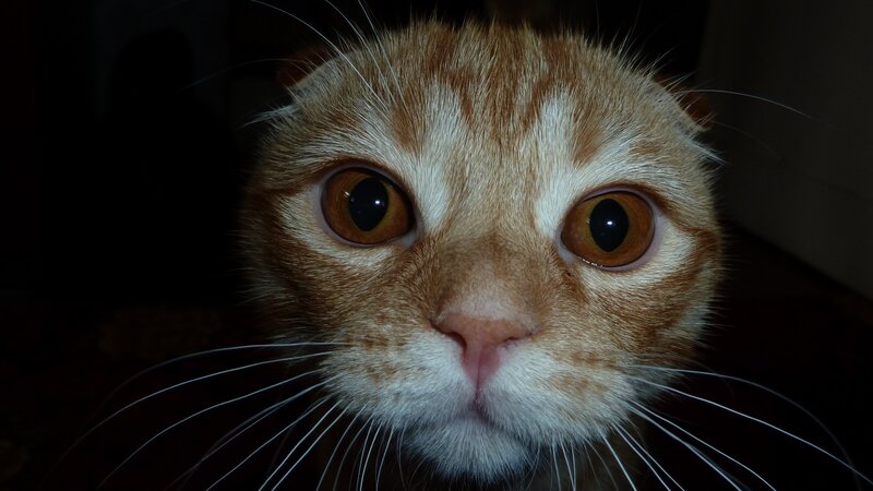 close-up of a ginger cat
