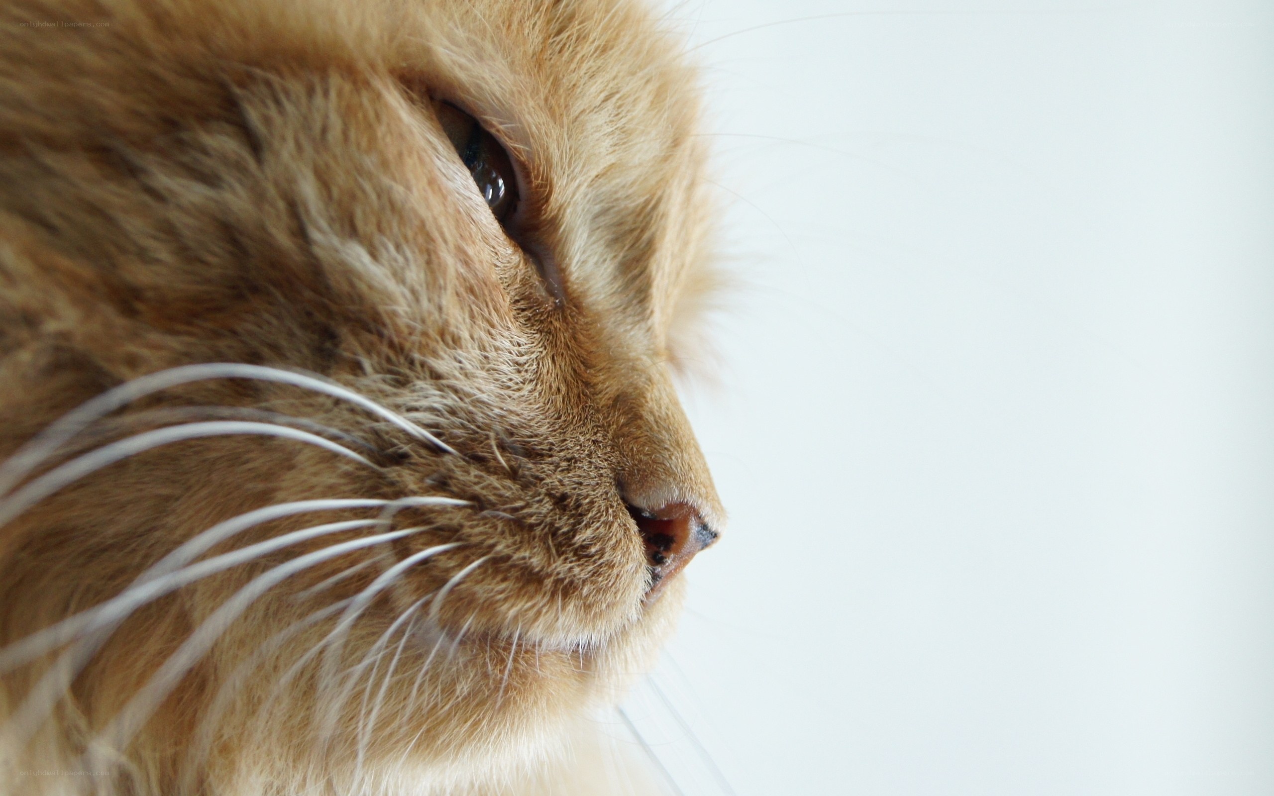 close-up of a ginger cat