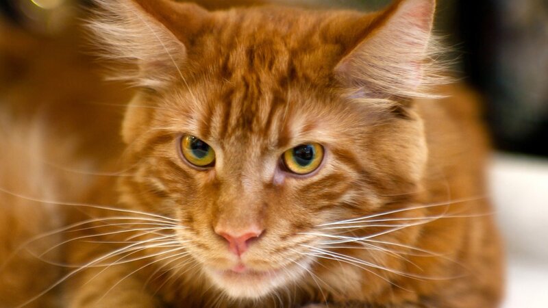close-up of a ginger cat