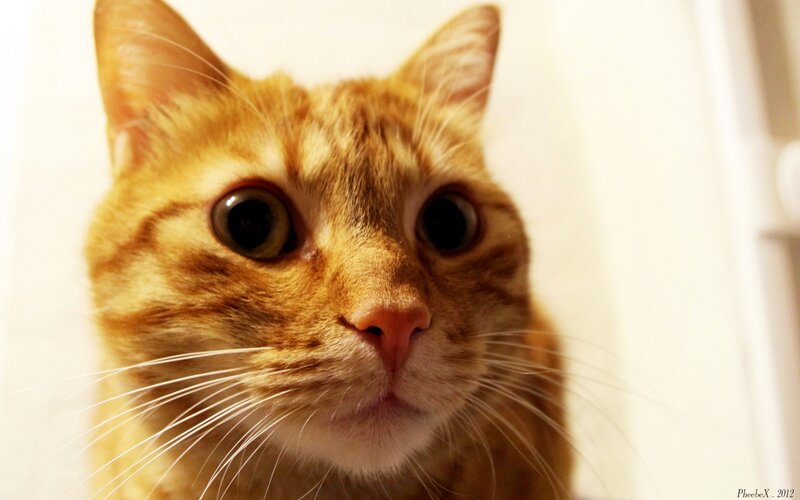 close-up of a ginger cat
