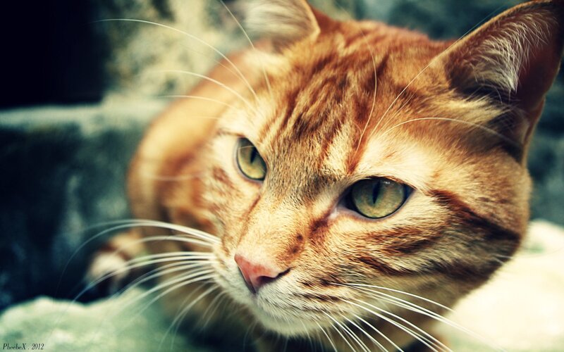 close-up of a ginger cat