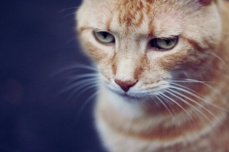 close-up of a ginger cat