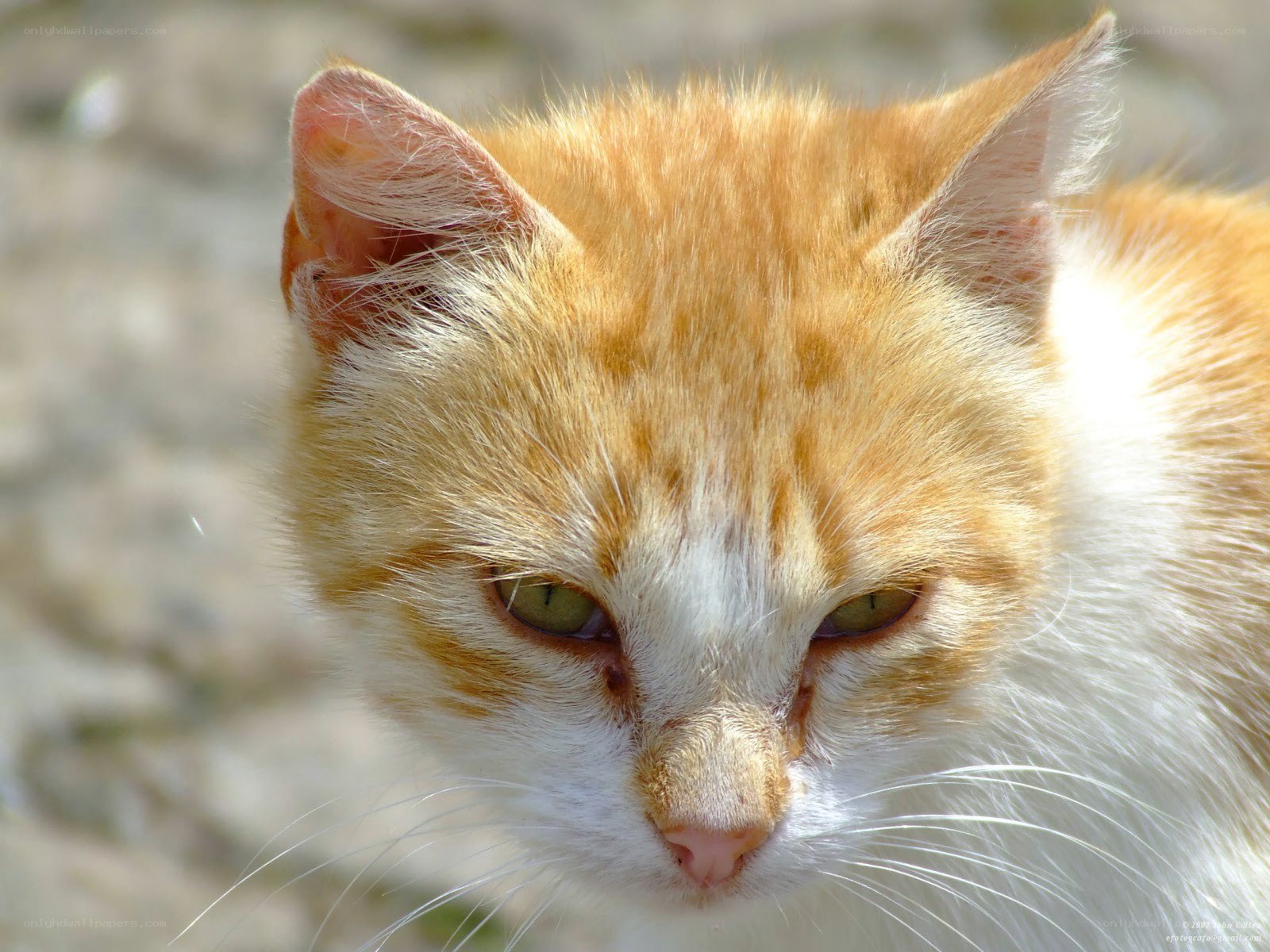 close-up of a ginger cat