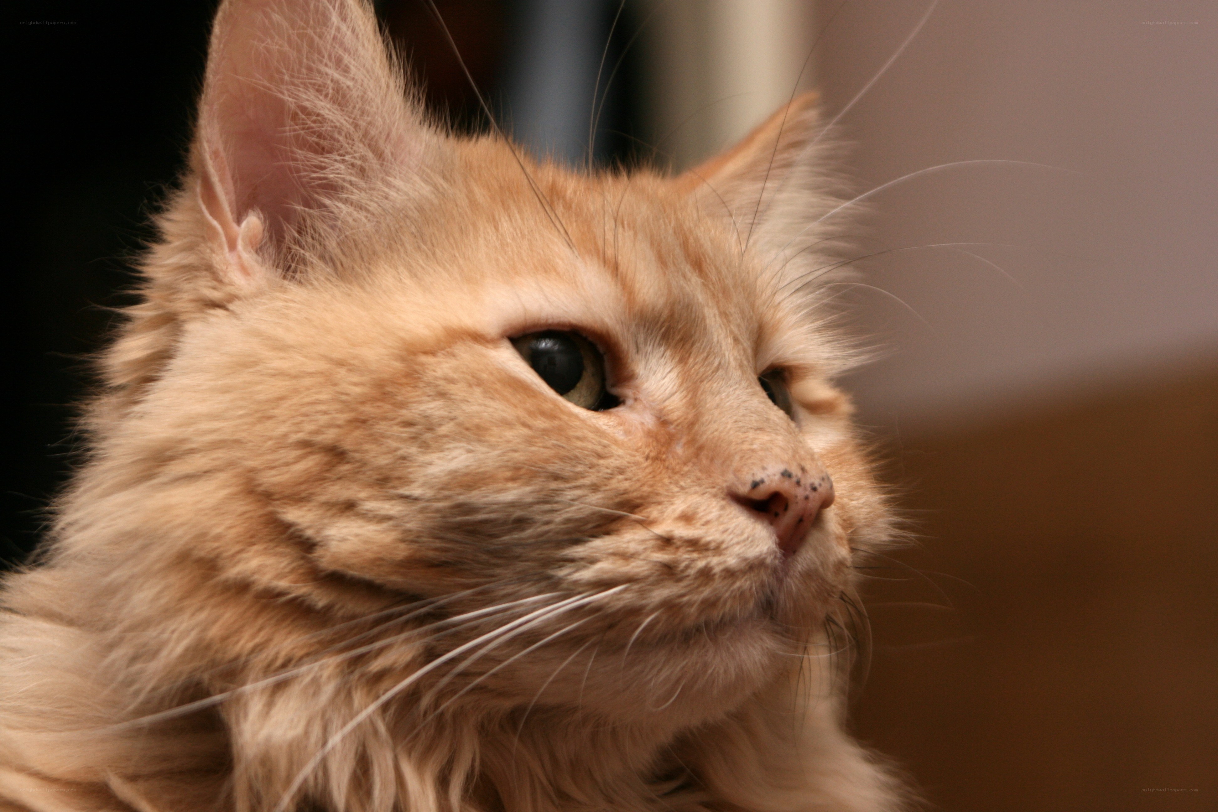 close-up of a ginger cat