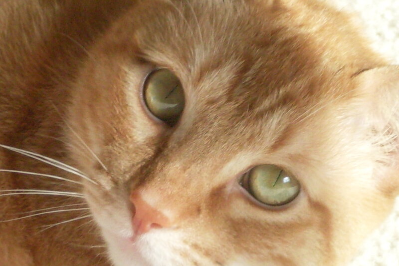 close-up of a ginger cat