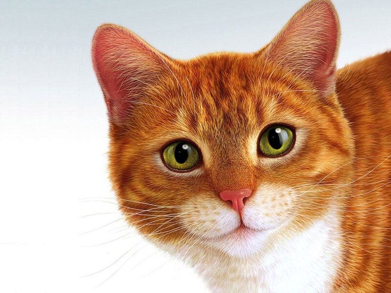 close-up of a ginger cat