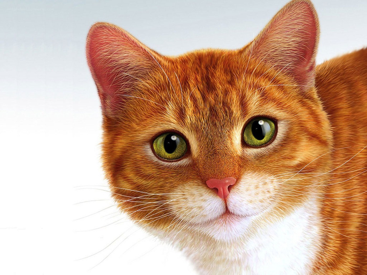close-up of a ginger cat