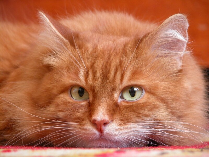 close-up of a ginger cat