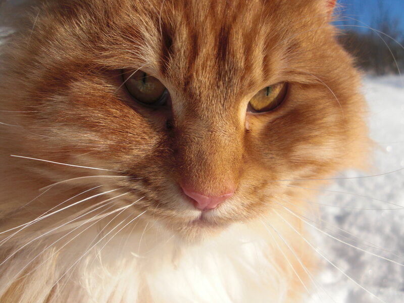 close-up of a ginger cat
