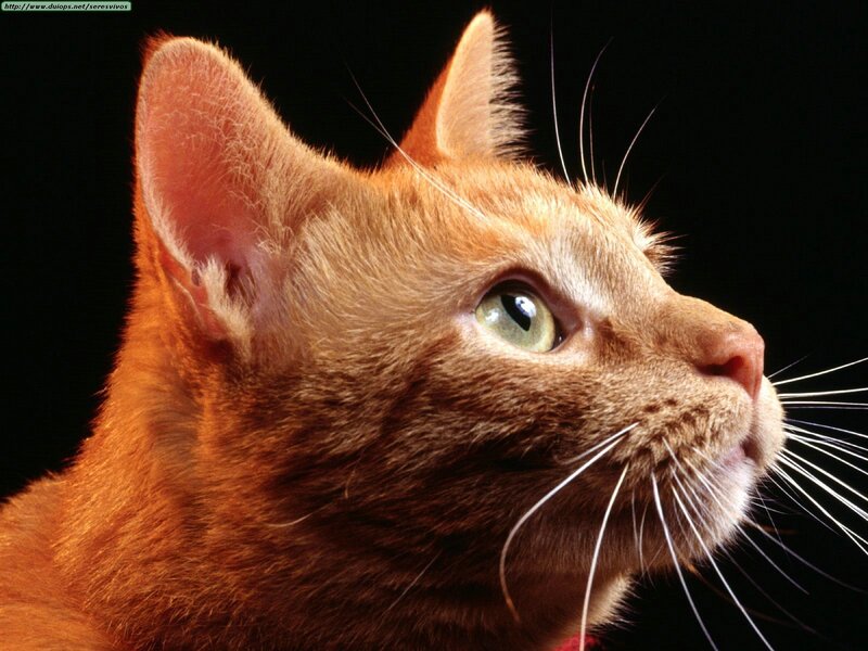 close-up of a ginger cat