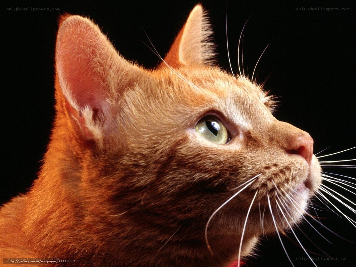 close-up of a ginger cat
