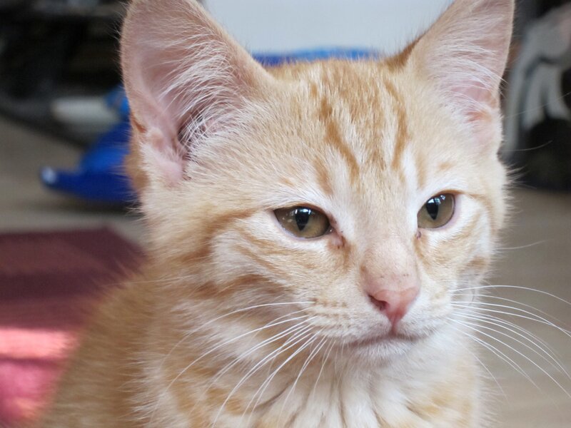 close-up of a ginger kitten