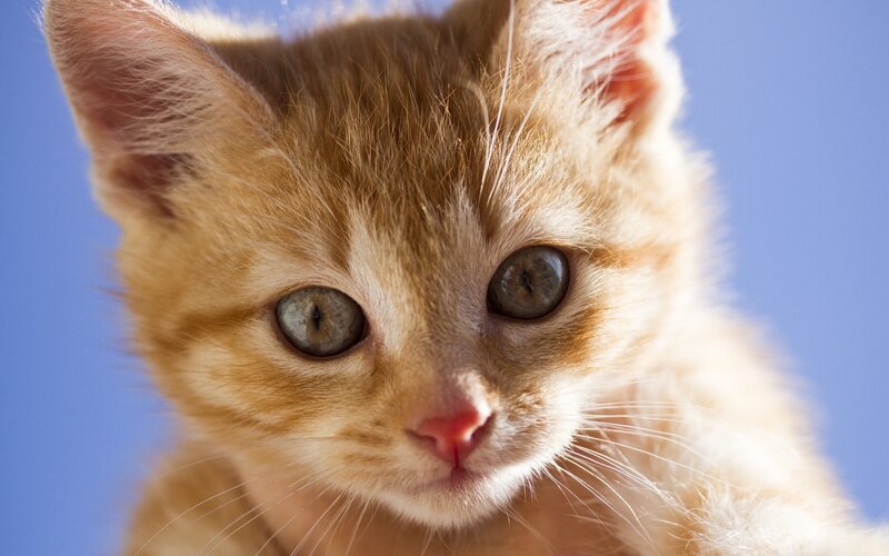 Close-up of a ginger kitten