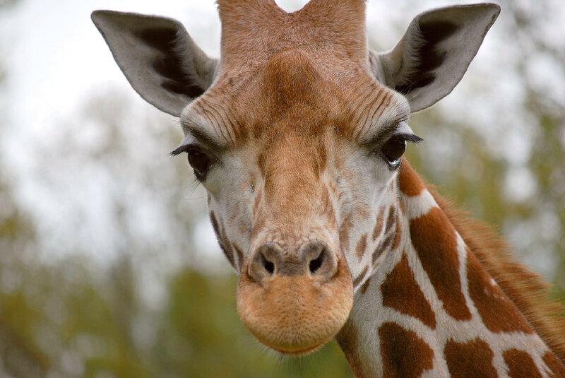 Close-up of a giraffe face