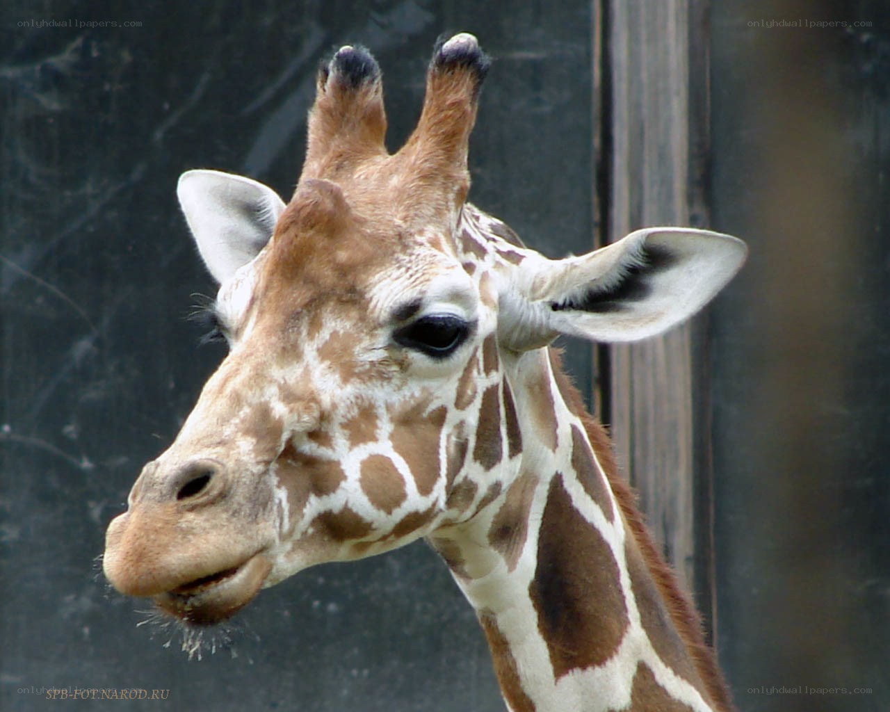 Close-up of a giraffe head