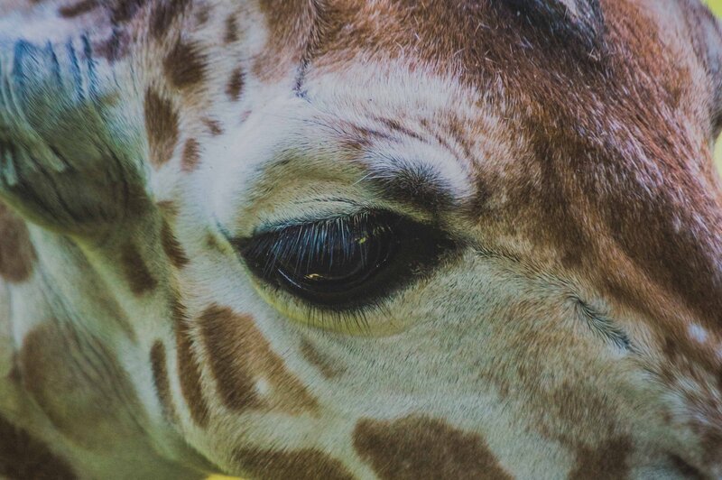 close-up of a giraffe's eye