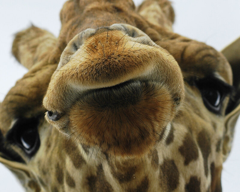 close-up of a giraffe's face