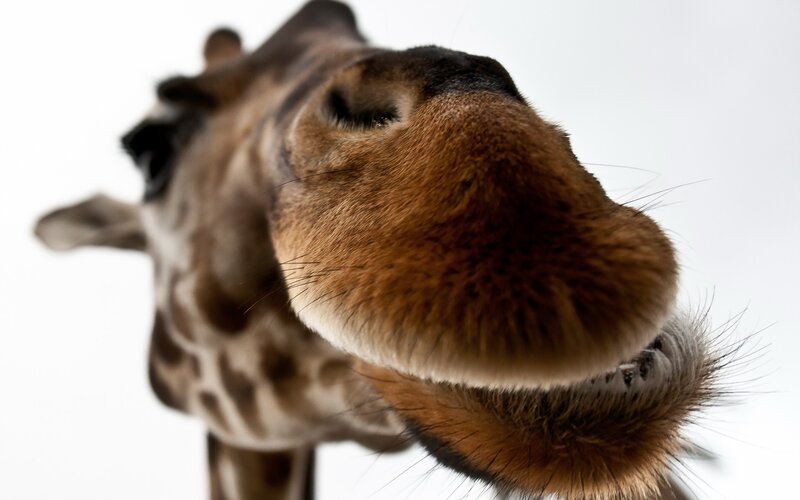 Close-up of a giraffe's face