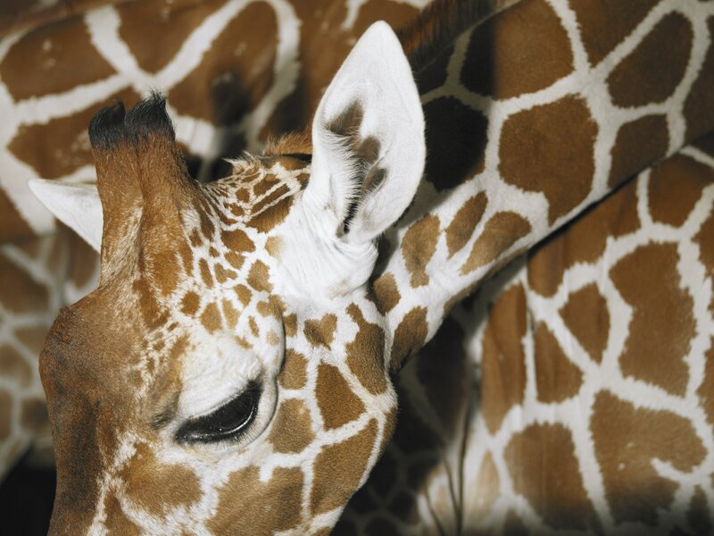Close-up of a giraffe's head