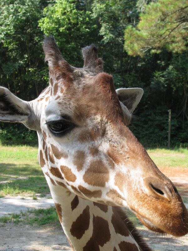 Close-up of a giraffe's head