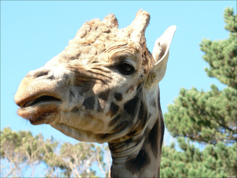 Close-up of a giraffe's head