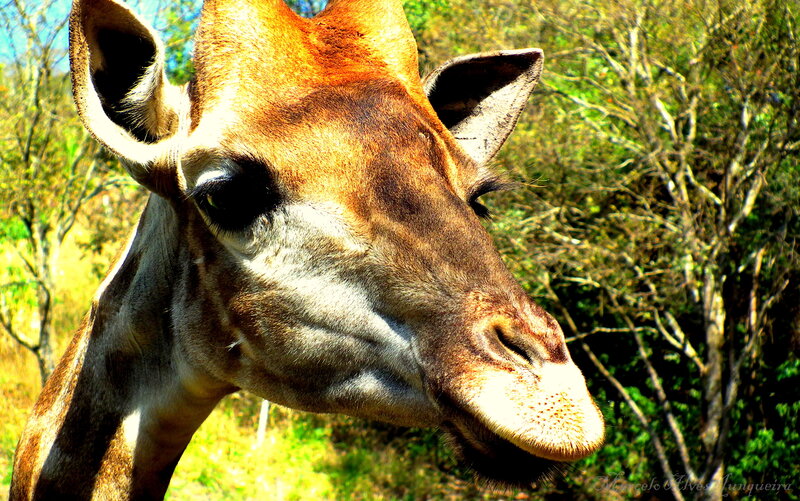 Close-up of a giraffe's head