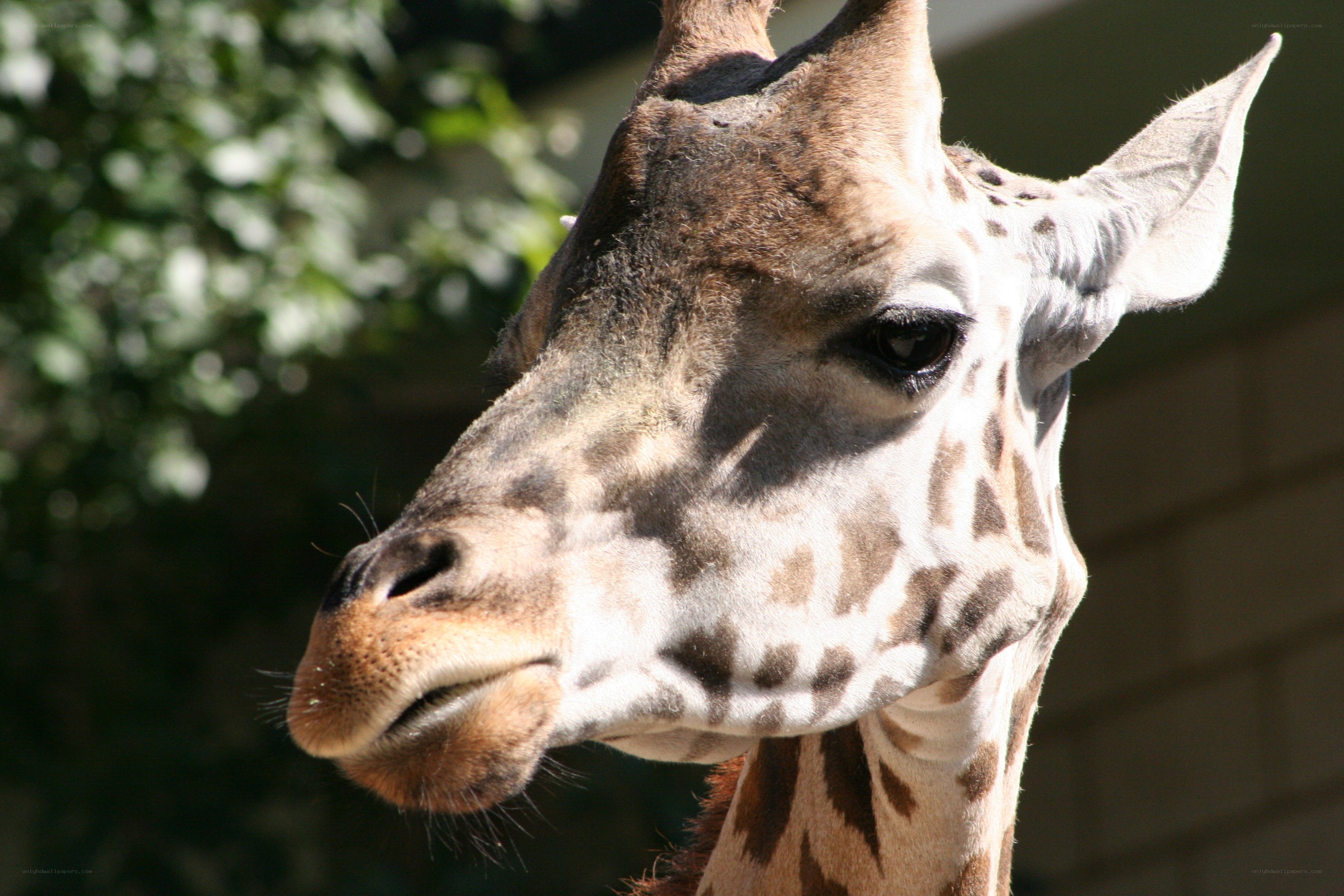 Close-up of a giraffe's head