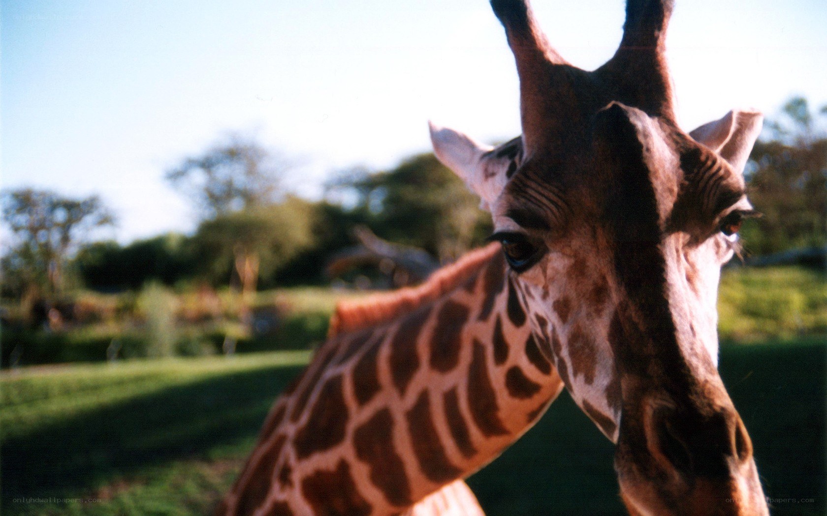 Close-up of a giraffe