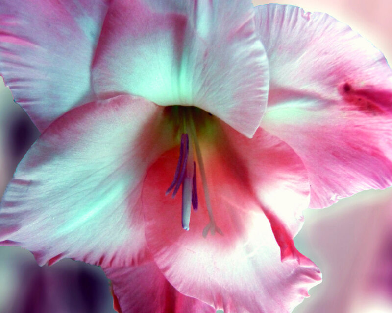 Close-up of a Gladiolus Flower — Pink