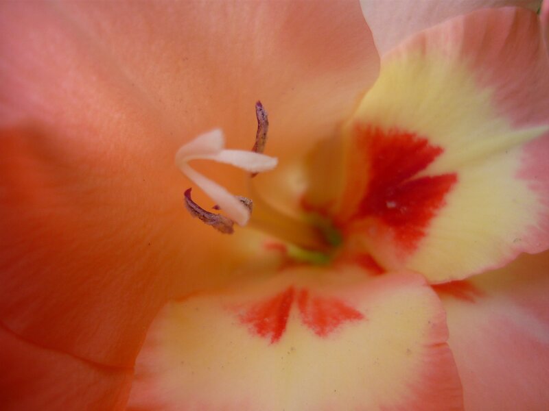 close-up of a gladiolus flower