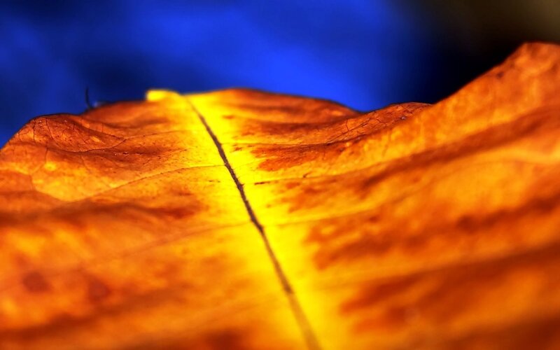 Close-up of a glowing autumn leaf