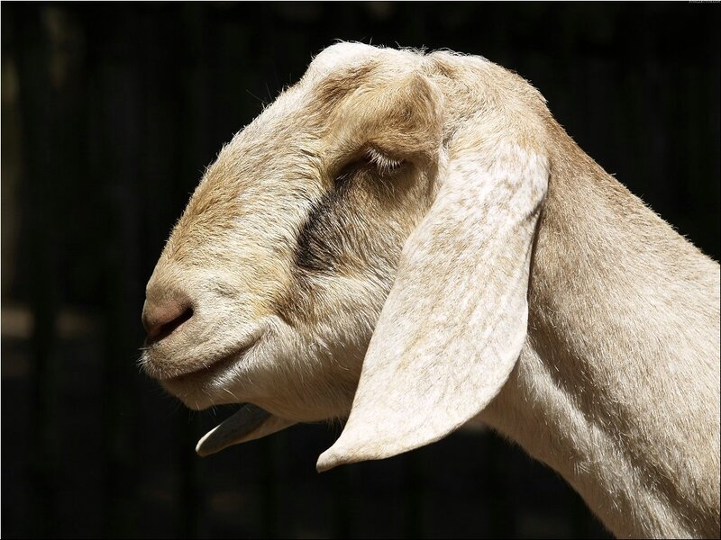 Close-up of a Goat — Beige