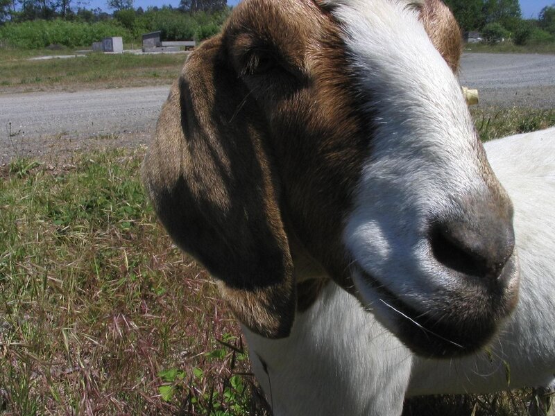 close-up of a goat's face