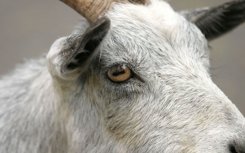 close-up of a goat's face