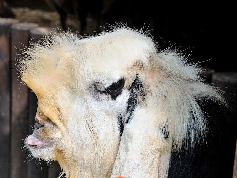 close-up of a goat's head