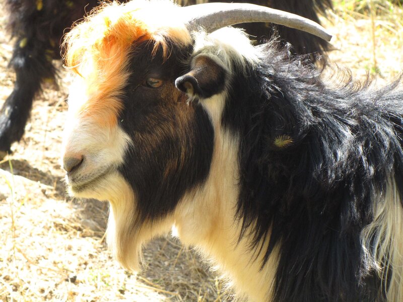 close-up of a goat