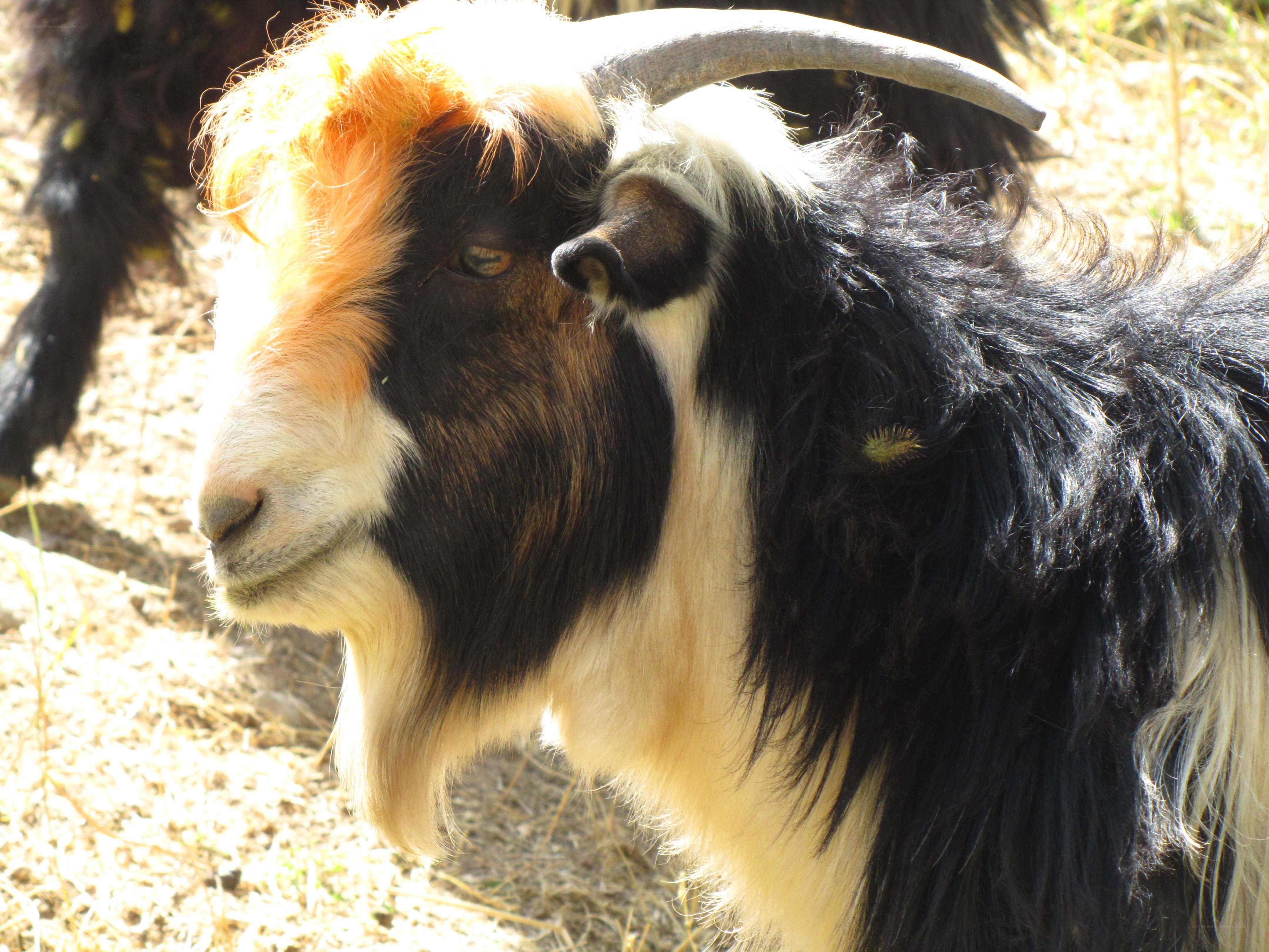 close-up of a goat