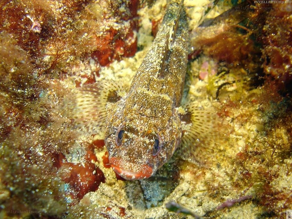 Close-up of a goby fish