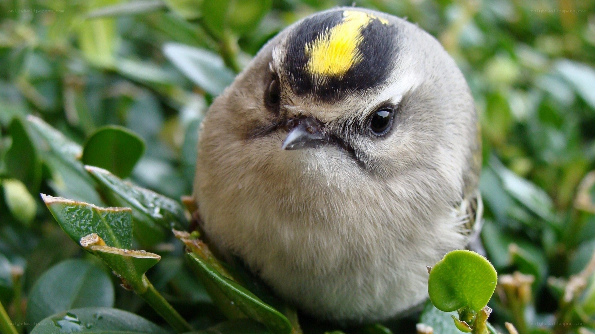 Close-up of a goldcrest bird