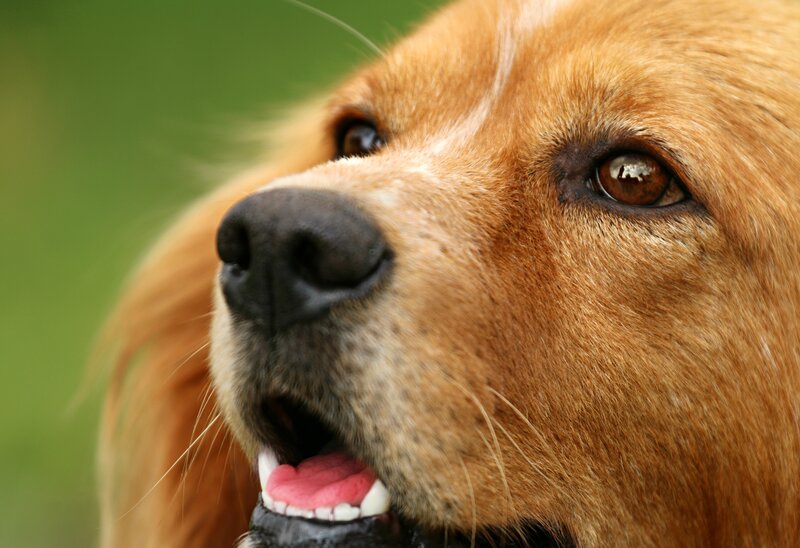 close-up of a golden dog