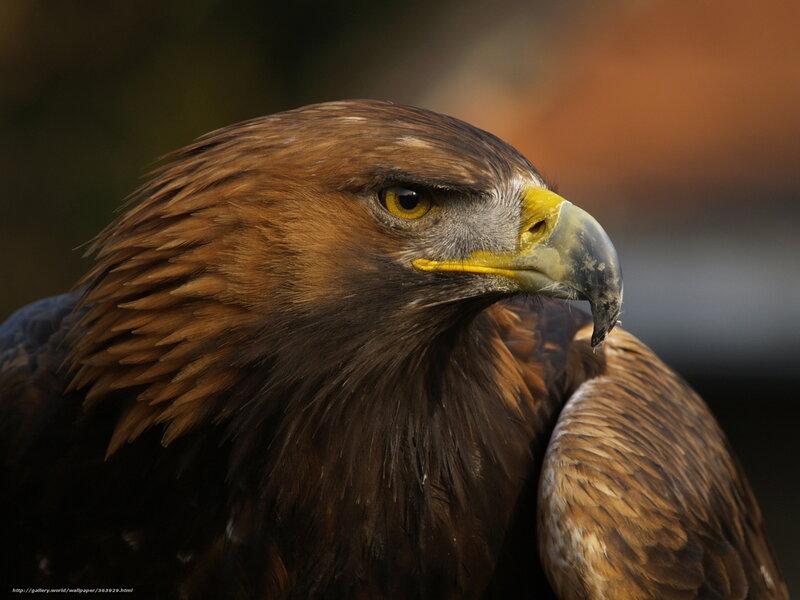 close-up of a golden eagle